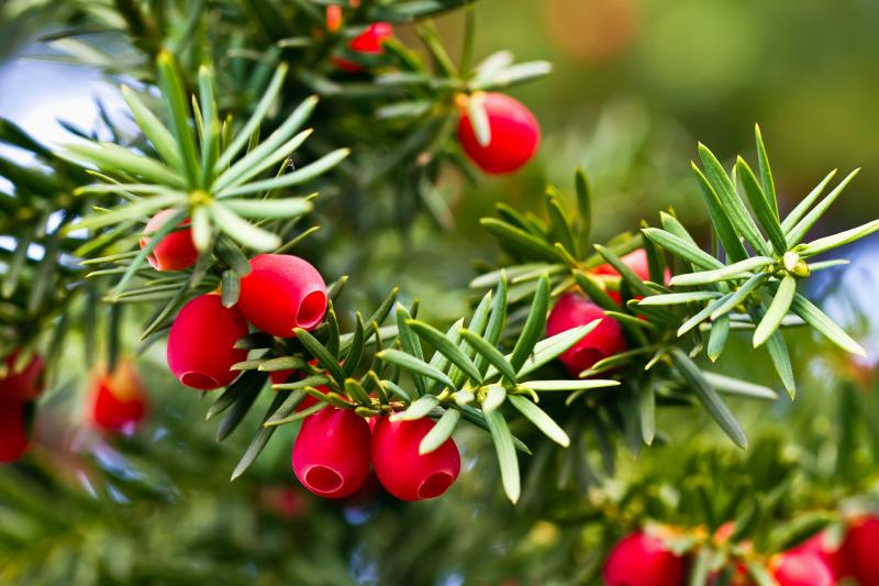 taxus baccata giftig